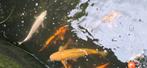Japanse koi Karpers te koop, Dieren en Toebehoren, Vissen | Vijvervissen, Karper of Koi