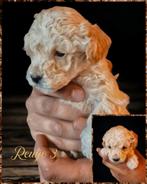 Prachtige teacup/toy maltipoo f1b puppies!, CDV (hondenziekte), 8 tot 15 weken, Meerdere, Meerdere dieren