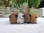 Raszuivere rex cavia's, Dieren en Toebehoren, Knaagdieren, Cavia, Mannelijk, Tam, Oktober