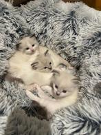 Ragdoll kittens, Dieren en Toebehoren, Katten en Kittens | Raskatten | Langhaar, Meerdere dieren, Met stamboom, 0 tot 2 jaar