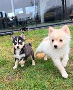 Pomsky x Keeshond pups, in huis opgegroeid MOGEN VERHUIZEN!, Dieren en Toebehoren, Parvo, Nederland, Overige rassen, 8 tot 15 weken