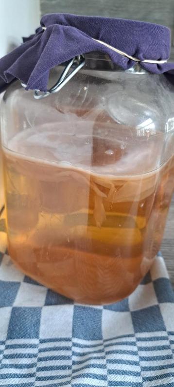 Kombucha scoby beschikbaar voor biedingen
