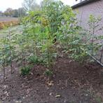 Tetradium daniellii  Bijenboom, Tuin en Terras, Herfst, Overige soorten, 100 tot 250 cm, Ophalen