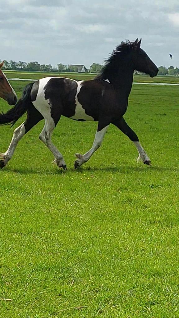 Barock pinto merrie(4), Dieren en Toebehoren, Paarden, Merrie, Recreatiepaard