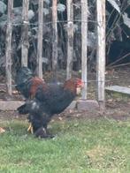 2 brahma hanen groot te koop., Dieren en Toebehoren, Mannelijk, Kip