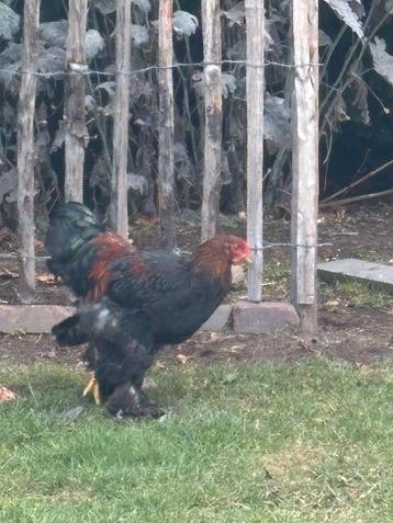 2 brahma hanen groot te koop. beschikbaar voor biedingen