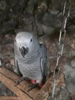 Super tamme grijzeropdstaart papegaai 3 maanden, Dieren en Toebehoren, Vogels | Overige Vogels, Mannelijk, Roofvogel