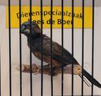 Blauwe bisschop / birgi twatwa 2025, Mannelijk, Geringd