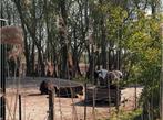 Shetlander paddock paradise / habitat te Barendrecht, Dieren en Toebehoren, Stalling en Weidegang, Weidegang, 1 paard of pony