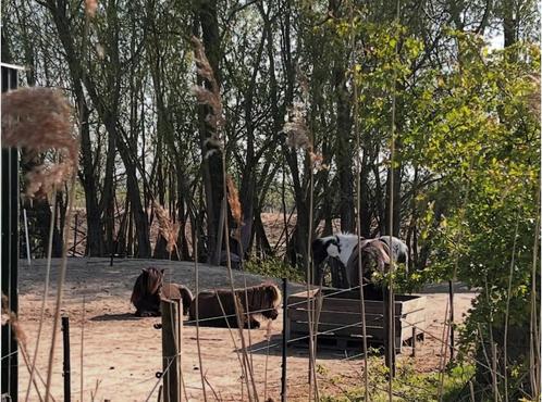 Shetlander paddock paradise / habitat te Barendrecht, Dieren en Toebehoren, Stalling en Weidegang, Stalling, Weidegang, 1 paard of pony
