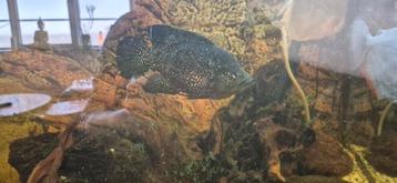 Madsgascar s koppel beschikbaar voor biedingen