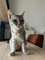 Ter adoptie Poes, Dieren en Toebehoren, Poes, 3 tot 5 jaar
