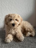 Donzige Maltipoo puppy te koop!, Dieren en Toebehoren, Honden | Chihuahua's en Gezelschapshonden, Particulier, Rabiës (hondsdolheid)