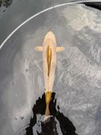 Japanse koi aangeboden wegens stoppen hobby, Dieren en Toebehoren, Vissen | Vijvervissen, Karper of Koi