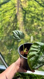 Philodendron majestic plantje, Huis en Inrichting, Kamerplanten, Ophalen of Verzenden