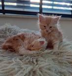 Maine coon kittens met stamboom, Meerdere dieren, Ontwormd, 0 tot 2 jaar