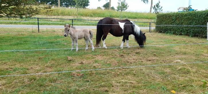 Opfok plekje voor (mini) shetlander, Dieren en Toebehoren, Stalling en Weidegang, Opfok, Weidegang