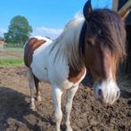 Bonte 3 jarige ruin, Dieren en Toebehoren, Pony's, Ruin, 3 tot 6 jaar, Recreatiepony, Gechipt