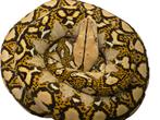 Python Reticulatus, Slang