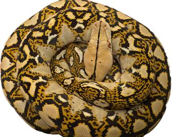 Python Reticulatus beschikbaar voor biedingen