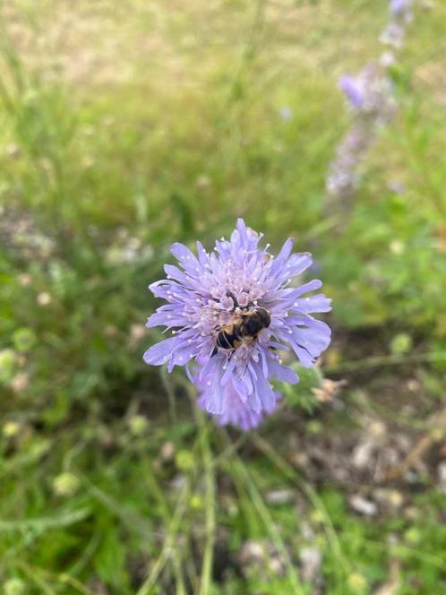 Duifkruid inheemse vaste plant. bio zaad & bio potgrond, Tuin en Terras, Planten | Tuinplanten, Vaste plant, Overige soorten, Volle zon