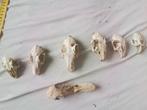 Schedels dieren, Ophalen of Verzenden, Zo goed als nieuw, Schedel