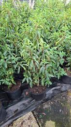 mooie portugese laurier lusitanica ‘Angustifolia staan in po, Ophalen, Laurier, 100 tot 250 cm