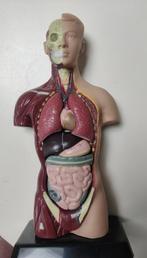 Anatomisch model, Ophalen of Verzenden, Zo goed als nieuw, Mens