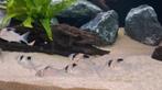 Corydoras leucomelas 8 stuks, Dieren en Toebehoren, Vis, Zoetwatervis, Schoolvis
