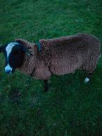 Mooie soortige zwartbles ram, Dieren en Toebehoren, Schapen, Geiten en Varkens, Mannelijk, Schaap