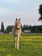 Stamboek Haflinger merrie, 2 jaar, Dieren en Toebehoren, Pony's, Merrie, 0 tot 2 jaar, Onbeleerd, Recreatiepony