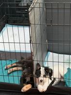 Puppies mix Japanse Spits & Jack Russel, Keeshond, 8 tot 15 weken, Parvo, Meerdere