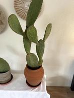 cactus planten opunita vulgaris 2 stuks, Huis en Inrichting, Kamerplanten, Cactus, Minder dan 100 cm, In pot, Volle zon