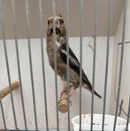 Appelvink pop, Dieren en Toebehoren, Vrouwelijk, Wildzangvogel, Geringd