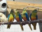 Mooi jonge Turquoisines  poppen en mannen  2025, Dieren en Toebehoren, Meerdere dieren, Parkiet, Geringd