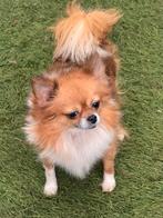 Dwergkees teefje, Overige rassen, CDV (hondenziekte), Teef, Eén hond