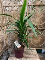 Yucca – 80 cm, Ophalen, Overige soorten, Volle zon