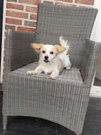 Maltipoo pups ( 3 teefjes !!!!!!!!!, Dieren en Toebehoren, Maltezer, Nederland, 15 weken tot 1 jaar, CDV (hondenziekte)