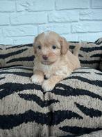 Maltipoo pups, maltezer x toy poedel, Dieren en Toebehoren, Nederland, Overige rassen, CDV (hondenziekte), 8 tot 15 weken