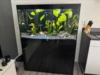 Aquatlantis Sublime 120x50cm Aquarium, Dieren en Toebehoren, Vissen | Aquaria en Toebehoren, Ophalen, Zo goed als nieuw, Gevuld zoetwateraquarium