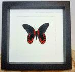 Papilio rumanzovia vlinder in lijst, Verzamelen, Dierenverzamelingen, Ophalen of Verzenden, Nieuw, Insect, Opgezet dier