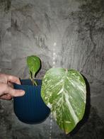 Monstera Albo in pot, Huis en Inrichting, Kamerplanten, Ophalen of Verzenden