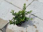 forsythia, Tuin en Terras, Planten | Tuinplanten, Volle zon, Vaste plant, Lente, Ophalen