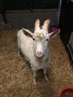 Witte geiten bokken te koop eventueel te huur voor dekking, Dieren en Toebehoren, Mannelijk, Geit, 0 tot 2 jaar