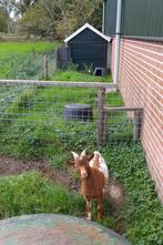 Dwerg bok (ook ter dekking), Dieren en Toebehoren, Mannelijk, Geit, 0 tot 2 jaar