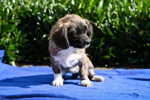 Lala klein teefje 4 maanden, Dieren en Toebehoren, Honden | Niet-rashonden, Klein, Teef, Particulier, Eén hond, Buitenland, 15 weken tot 1 jaar