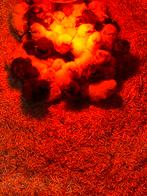 Kuikens broedeieren kuikentjes USA Zijdehoen, Dieren en Toebehoren, Pluimvee, Geslacht onbekend, Kip