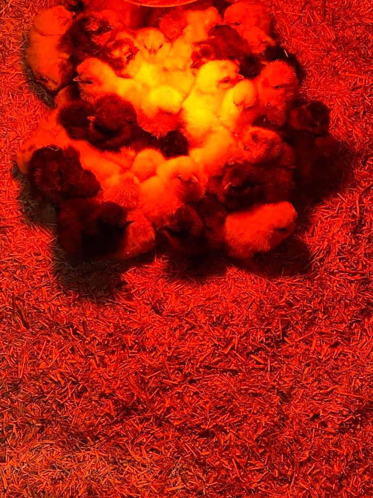 Kuikens broedeieren kuikentjes USA Zijdehoen, Dieren en Toebehoren, Pluimvee, Kip, Geslacht onbekend