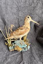 Prachtig opgezette houtsnip. Uitstekende staat en houding., Verzamelen, Ophalen of Verzenden, Zo goed als nieuw, Beeldje of Figuurtje