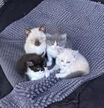Lieve tamme kittens te koop, Dieren en Toebehoren, Katten en Kittens | Overige Katten, Poes